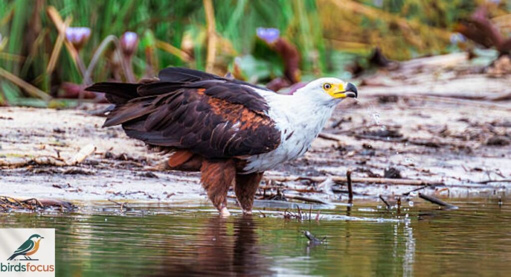 African Fish Eagle