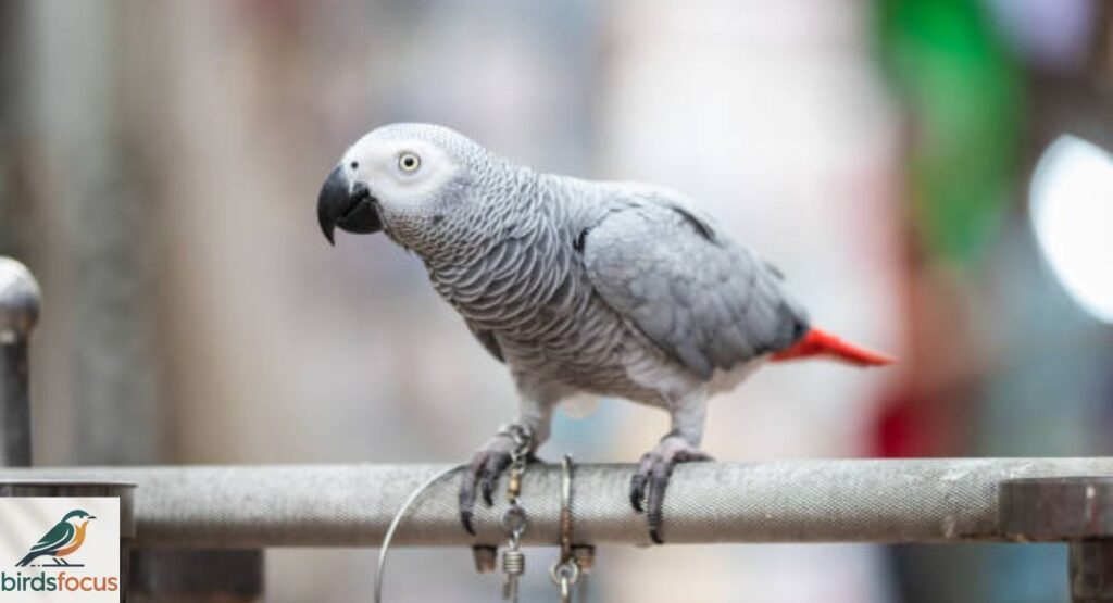 African Grey Parrot