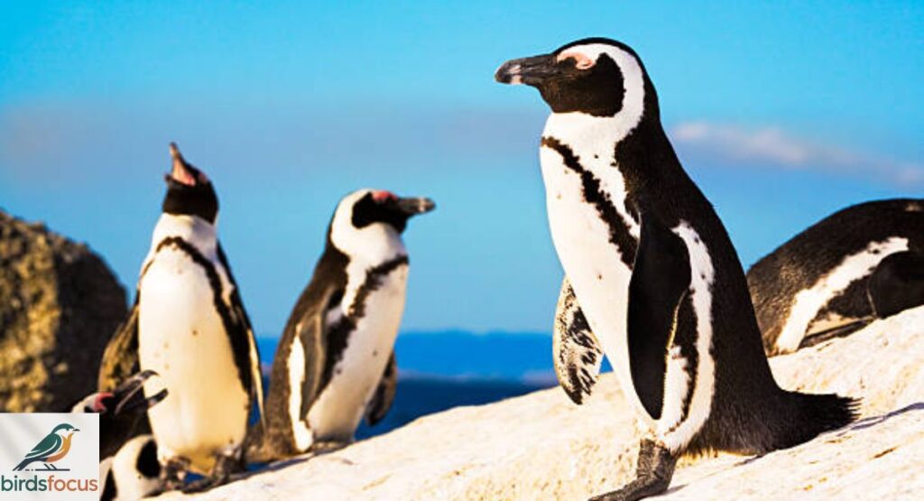 African Penguin