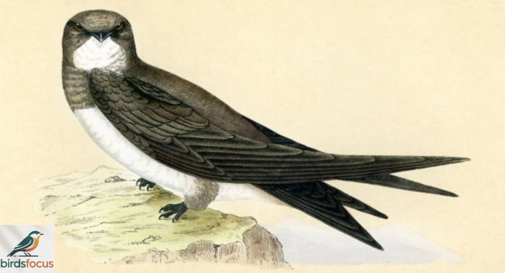 Alpine Swift
