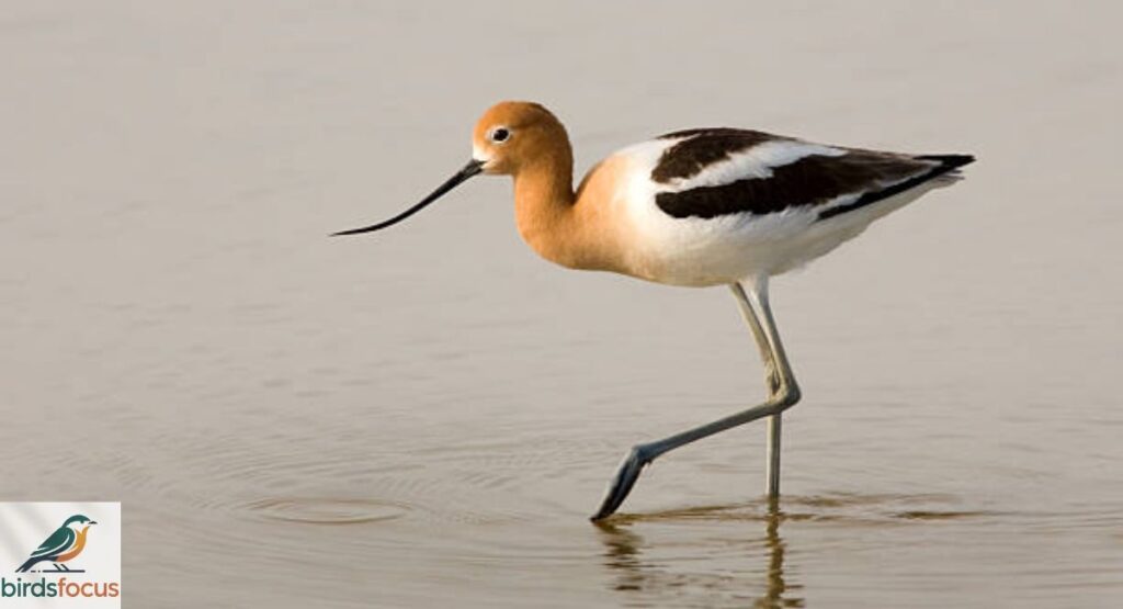 American Avocet