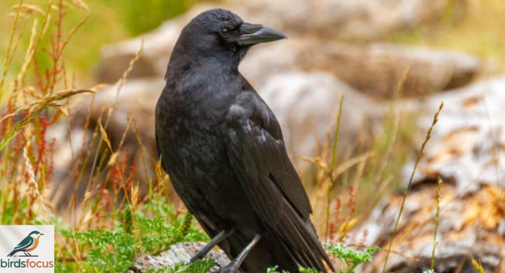 American Crow