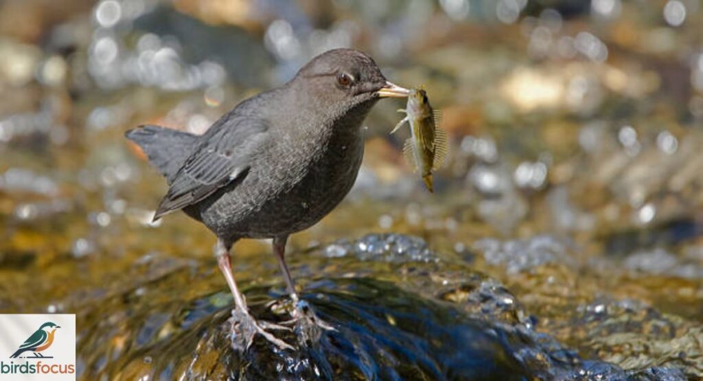 American Dipper