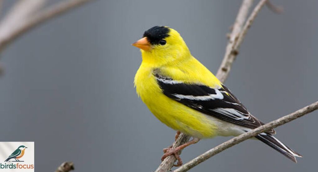 American Goldfinch