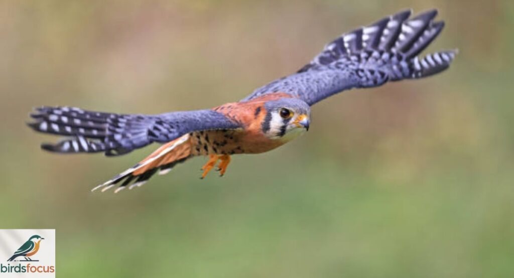 American Kestrel