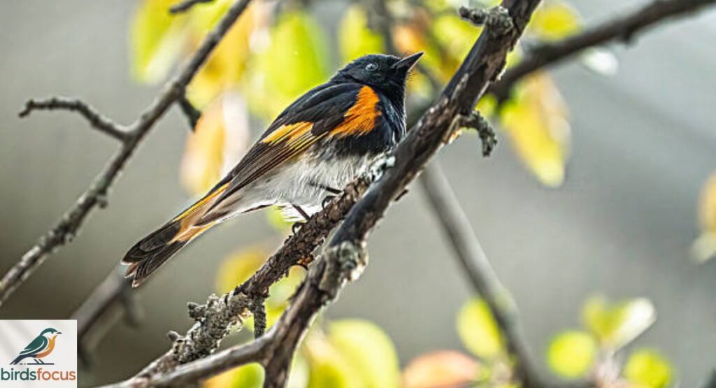 American Redstart