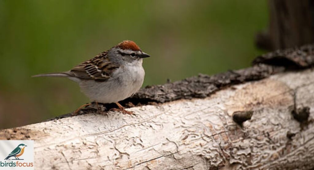 American Tree Sparrow