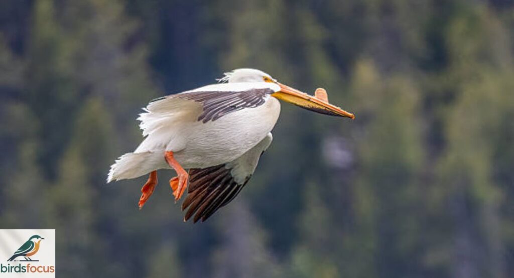 American White Pelican