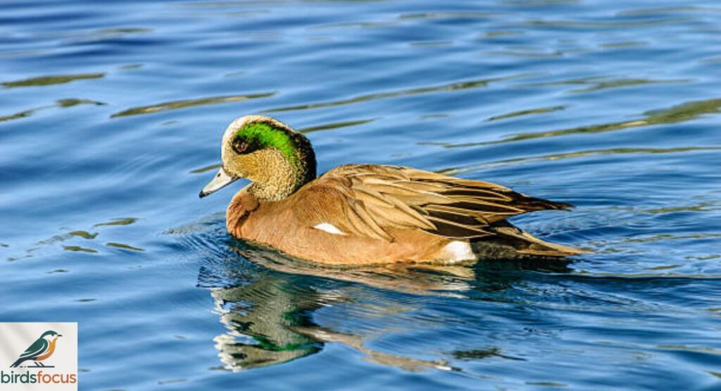 American Wigeon