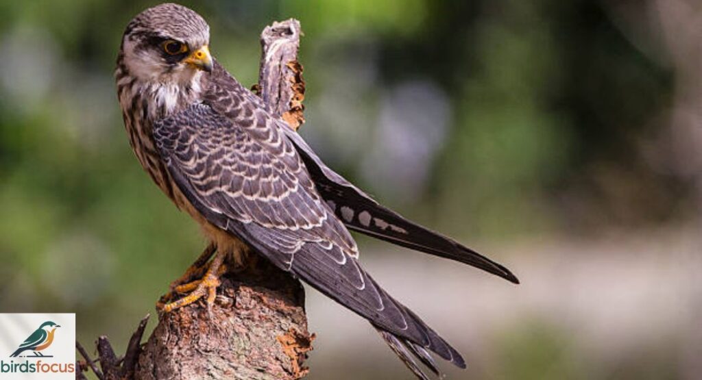 Amur Falcon