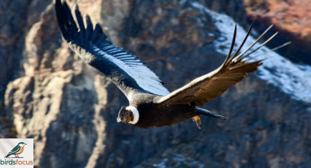 Andean Condor