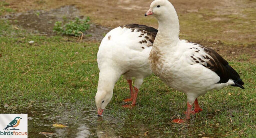 Andean Goose