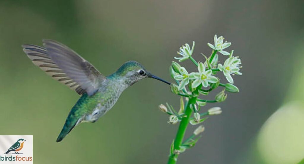 Anna’s Hummingbird