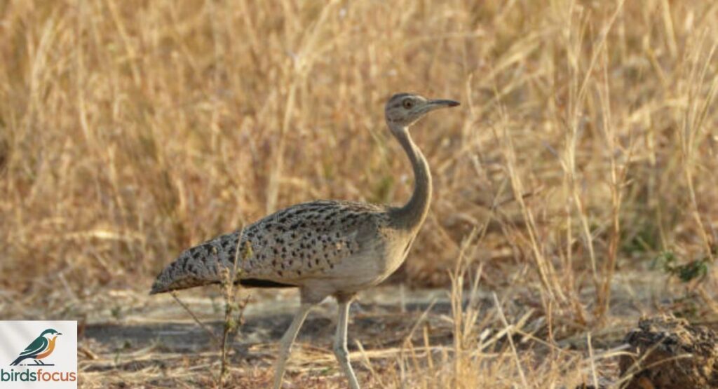 Arabian Bustard