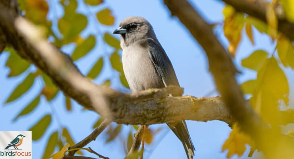 Ashy Drongo