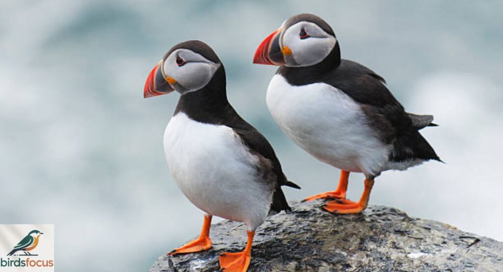 Atlantic Puffin