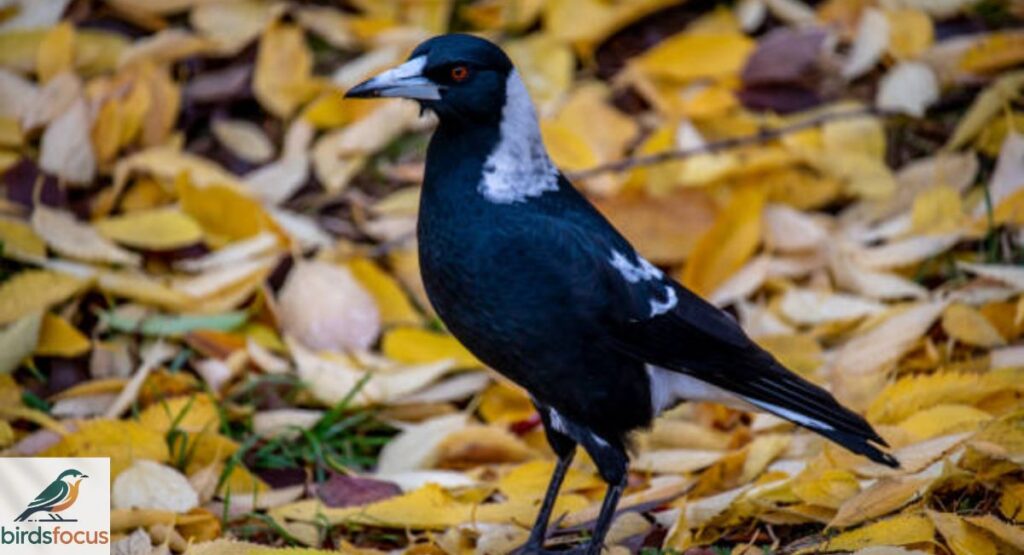 Australian Magpie