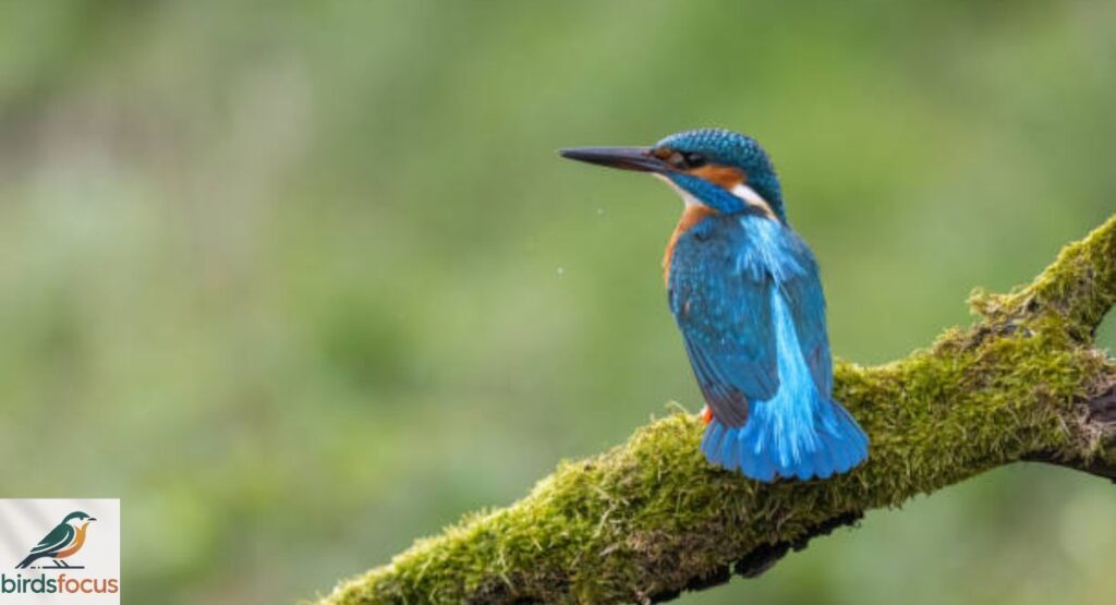Azure Kingfisher
