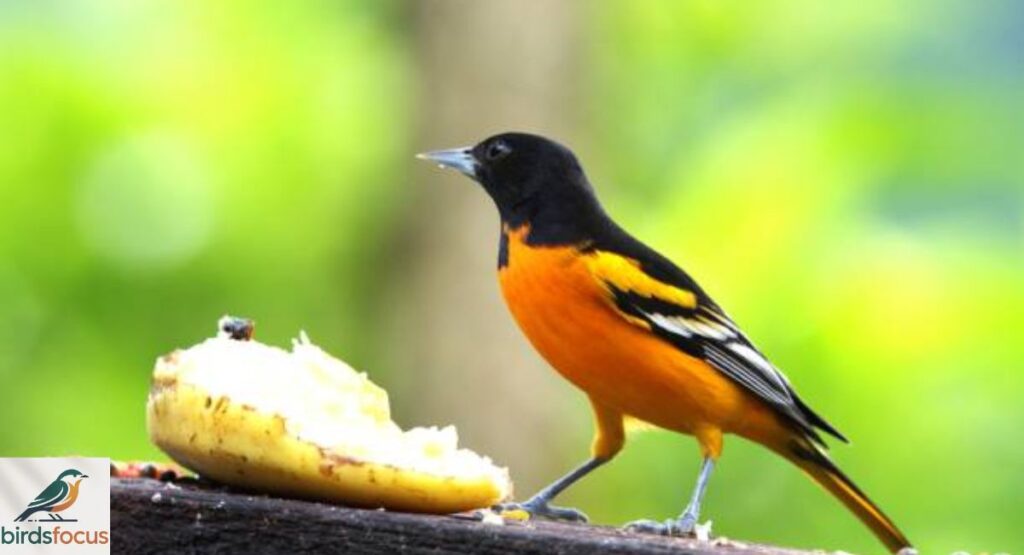 Baltimore Oriole