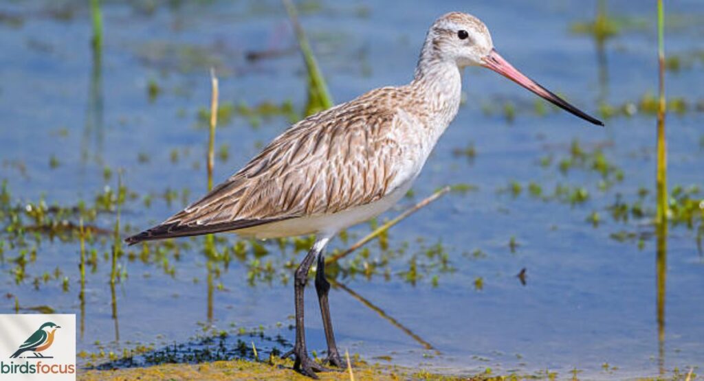 Bar-tailed Godwit