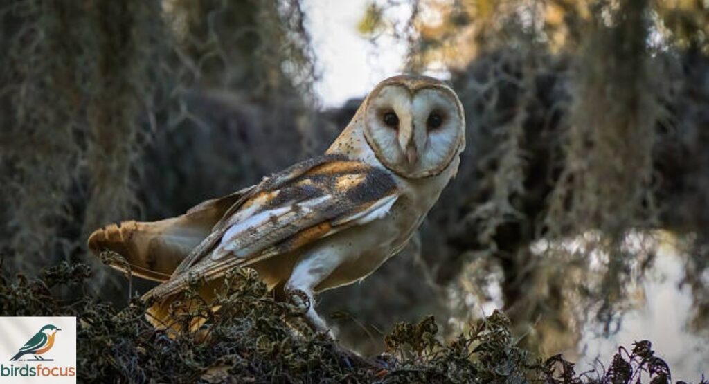 Barn Owl
