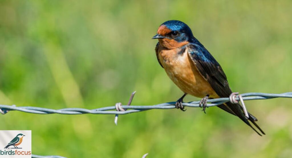 Barn Swallow
