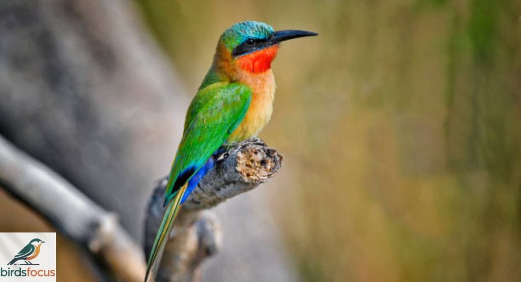 Bee-eater