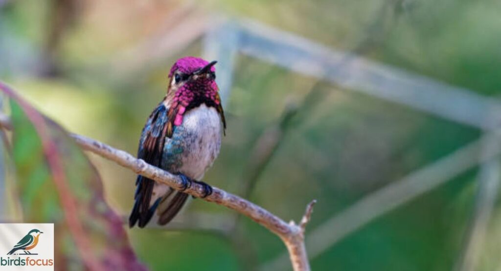 Bee Hummingbird