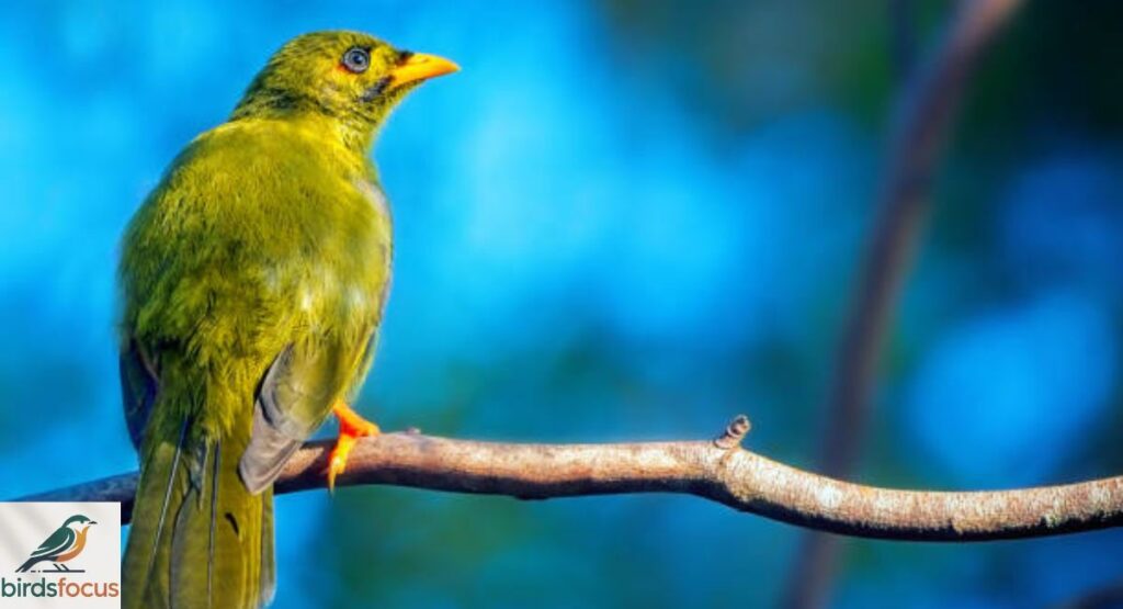 Bellbird