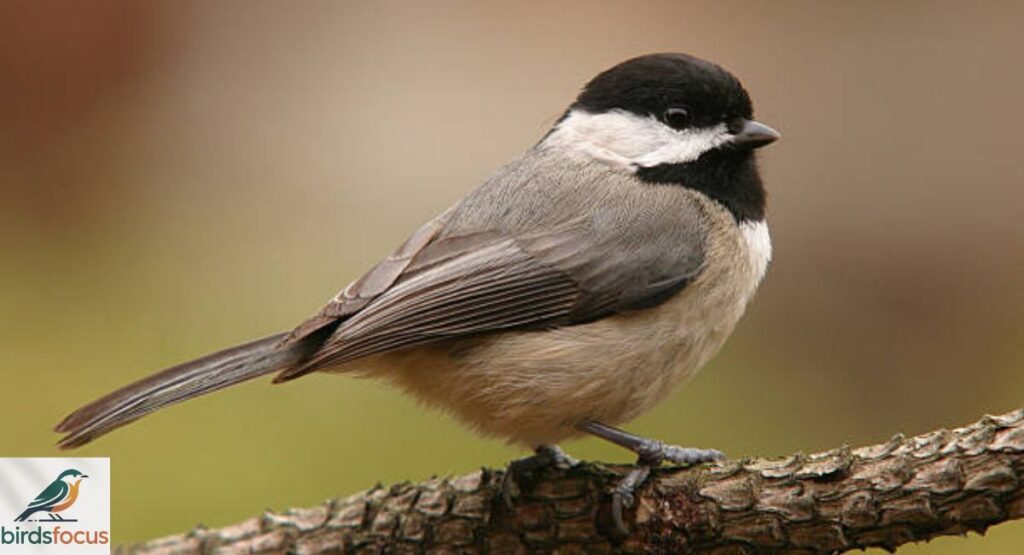 Black-capped Chickadee