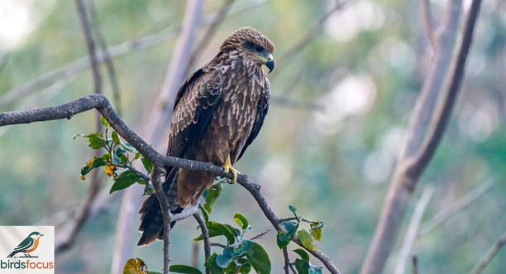 Black Kite