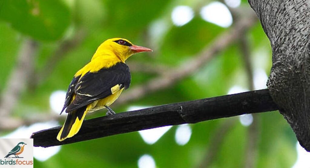 Black-naped Oriole