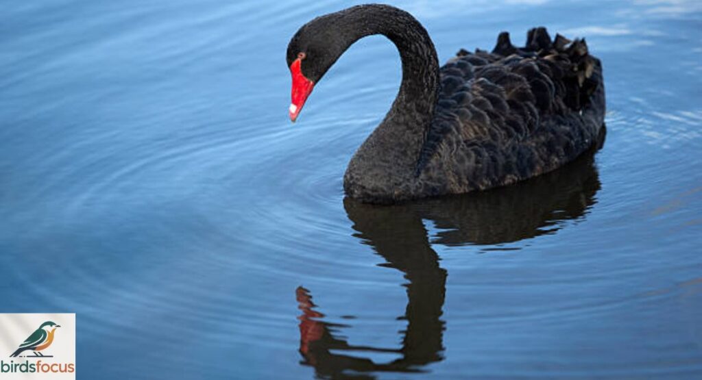 Black Swan