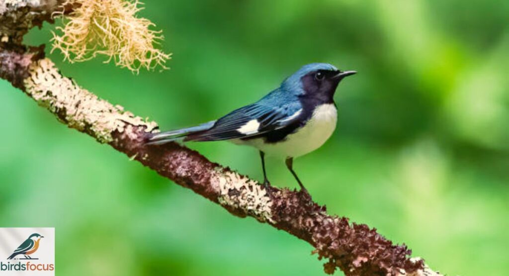 Black-throated Blue Warbler