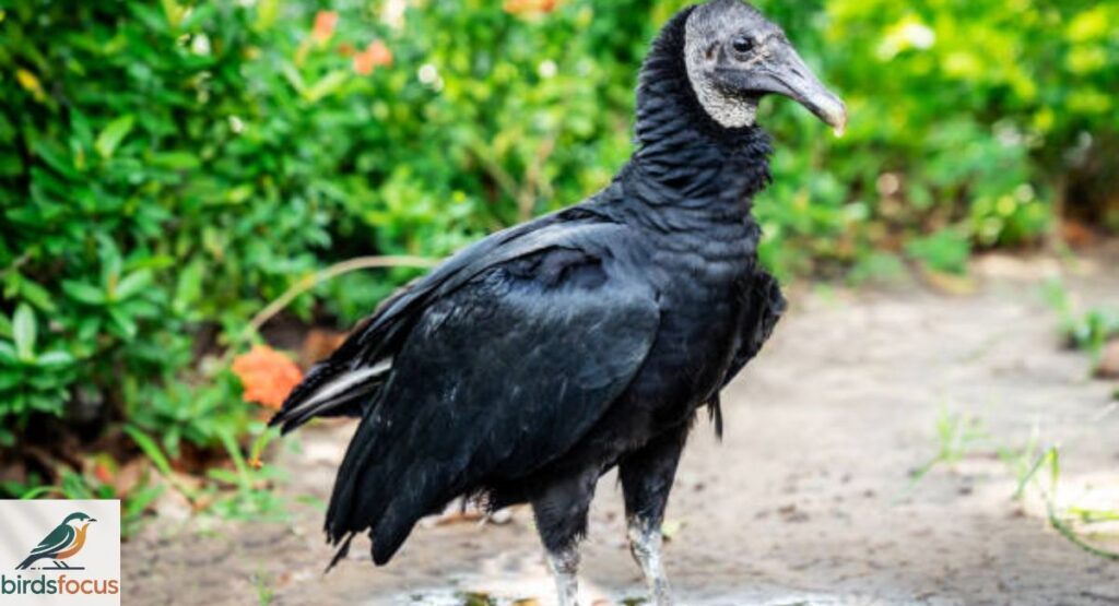 Black Vulture