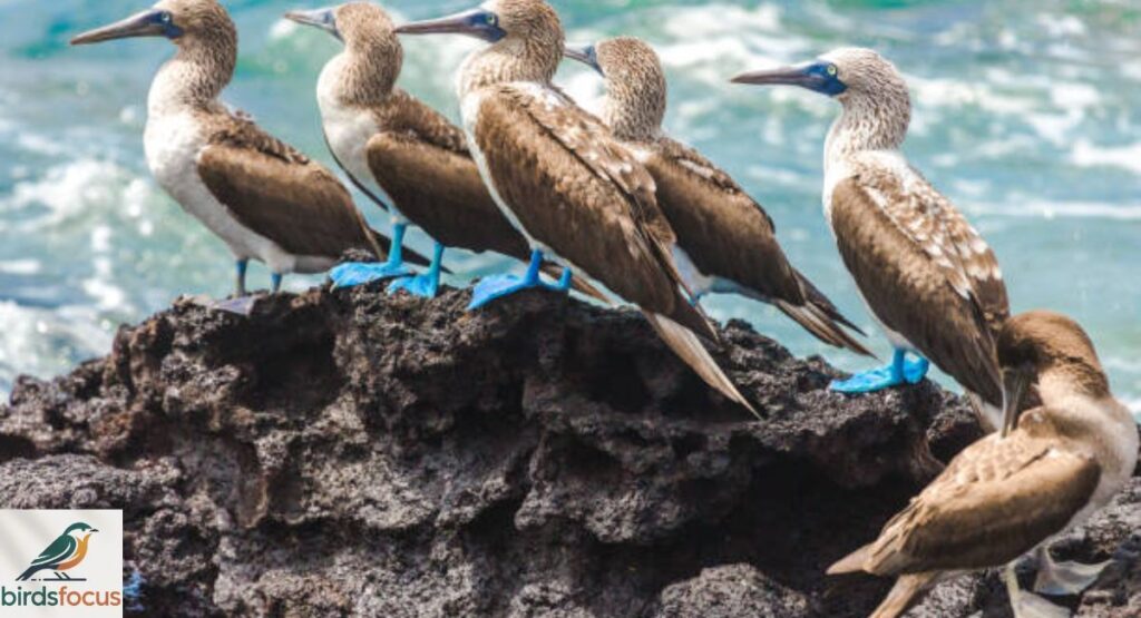 Blue-footed Booby