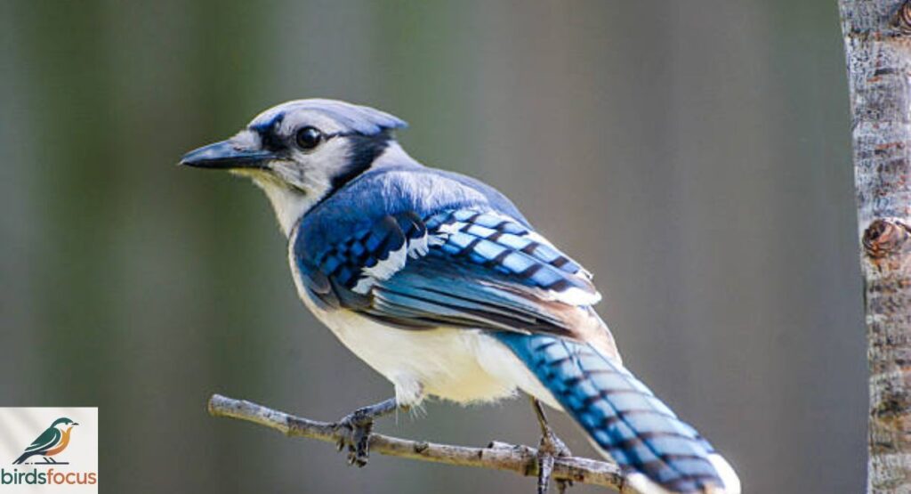 blue-jay