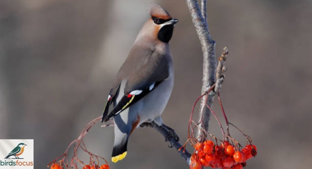 Bohemian Waxwing