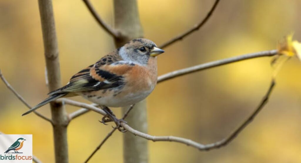 Brambling
