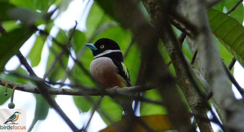 Broadbill