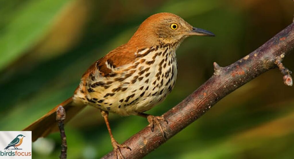 Brown Thrasher