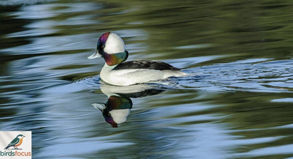 Bufflehead