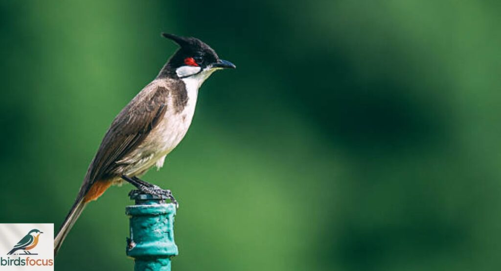 Bulbul