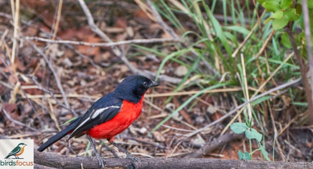Bushshrike