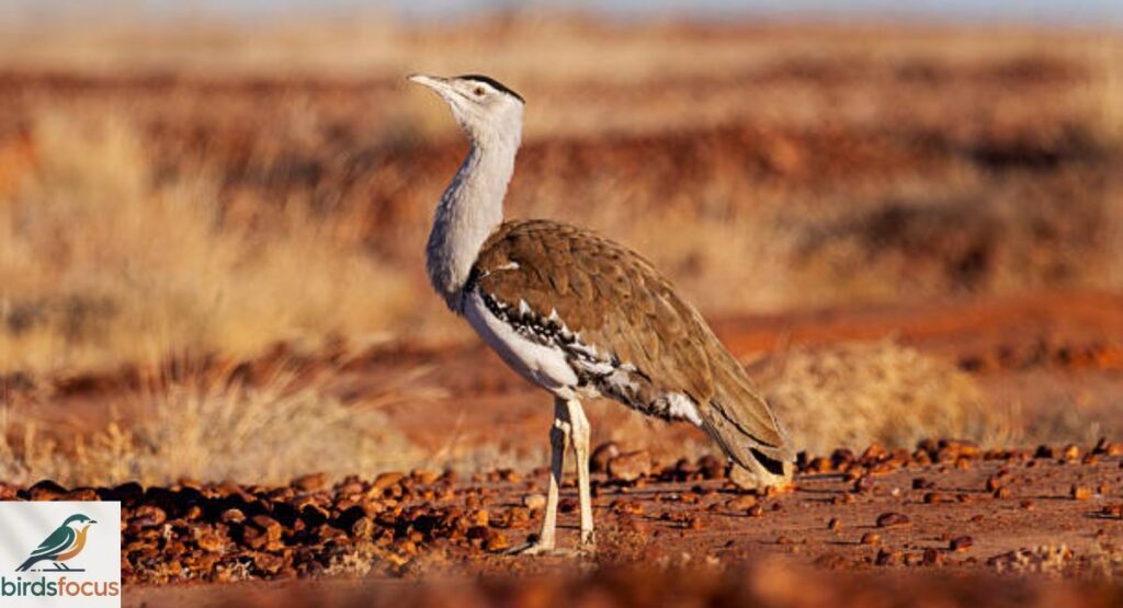 Bustard