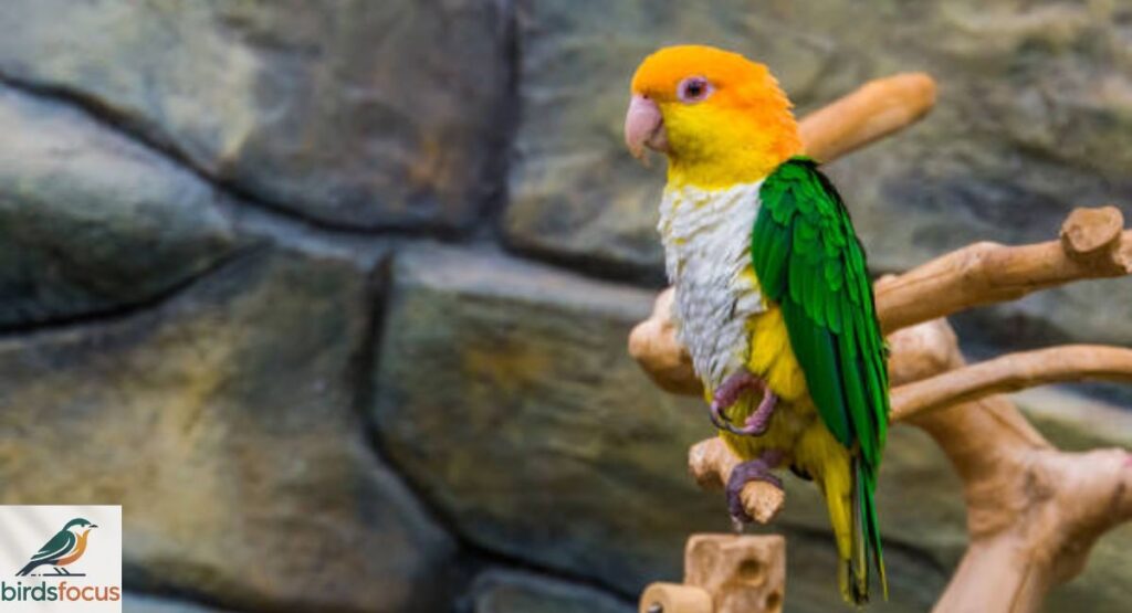 Caique