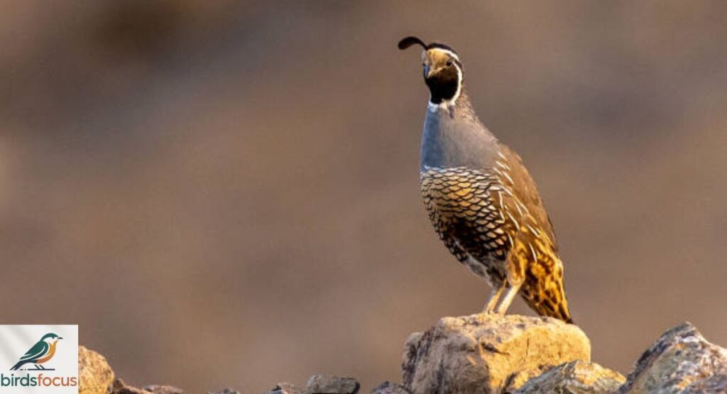California Quail