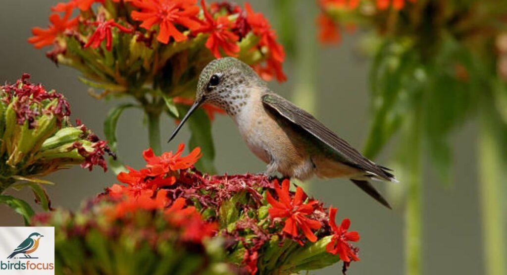 Calliope Hummingbird
