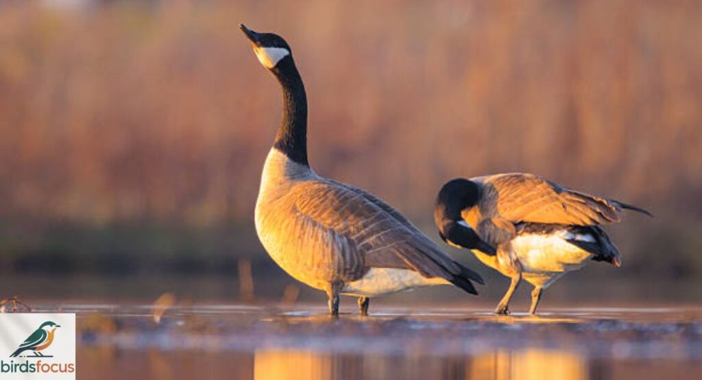 Canada Goose