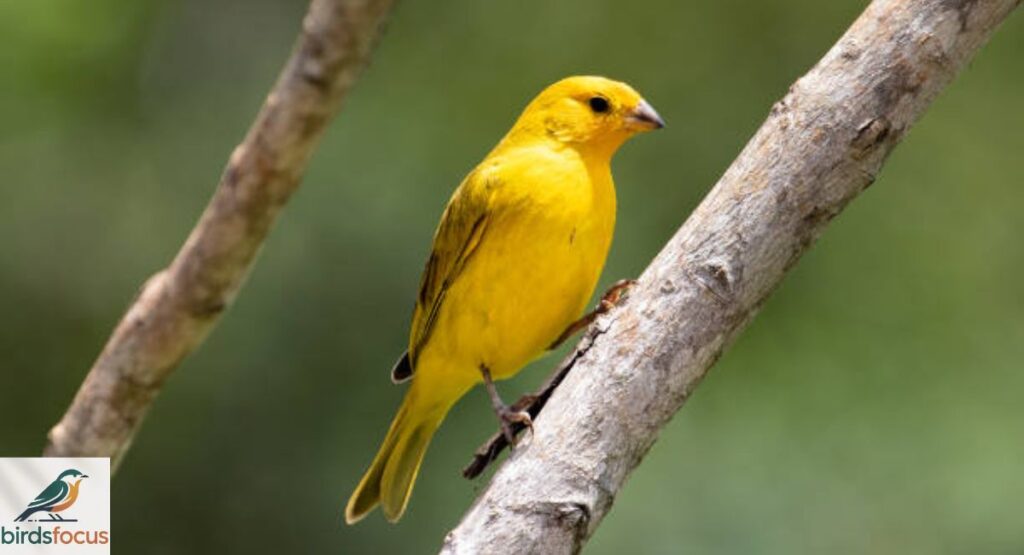 Canary